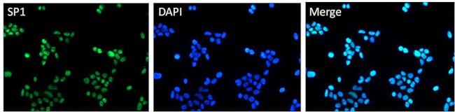 SP1 Antibody in Immunocytochemistry (ICC/IF)