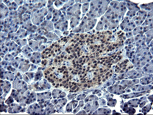 SPARC Antibody in Immunohistochemistry (Paraffin) (IHC (P))