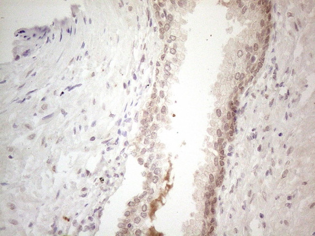 SPATA22 Antibody in Immunohistochemistry (Paraffin) (IHC (P))