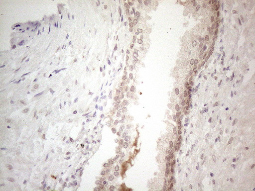 SPATA22 Antibody in Immunohistochemistry (Paraffin) (IHC (P))