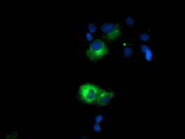 SPG7 Antibody in Immunocytochemistry (ICC/IF)