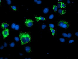 SPG7 Antibody in Immunocytochemistry (ICC/IF)