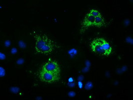 SPG7 Antibody in Immunocytochemistry (ICC/IF)