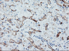 SPG7 Antibody in Immunohistochemistry (Paraffin) (IHC (P))