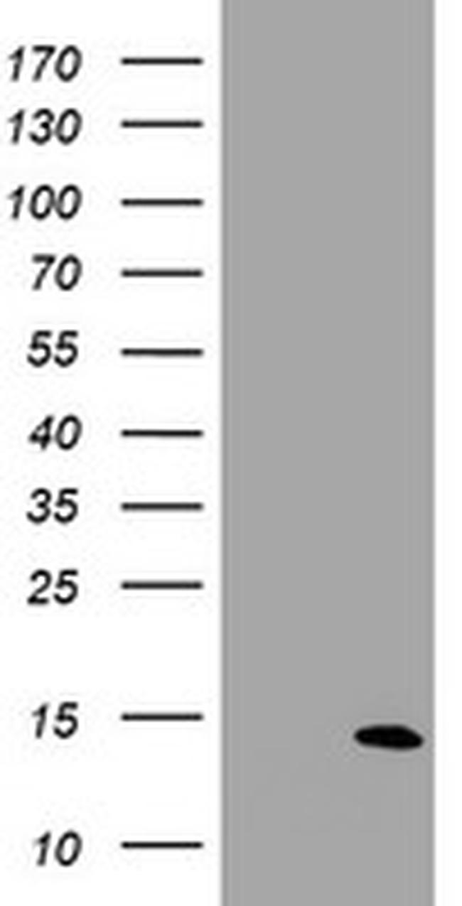 SPG7 Antibody in Western Blot (WB)