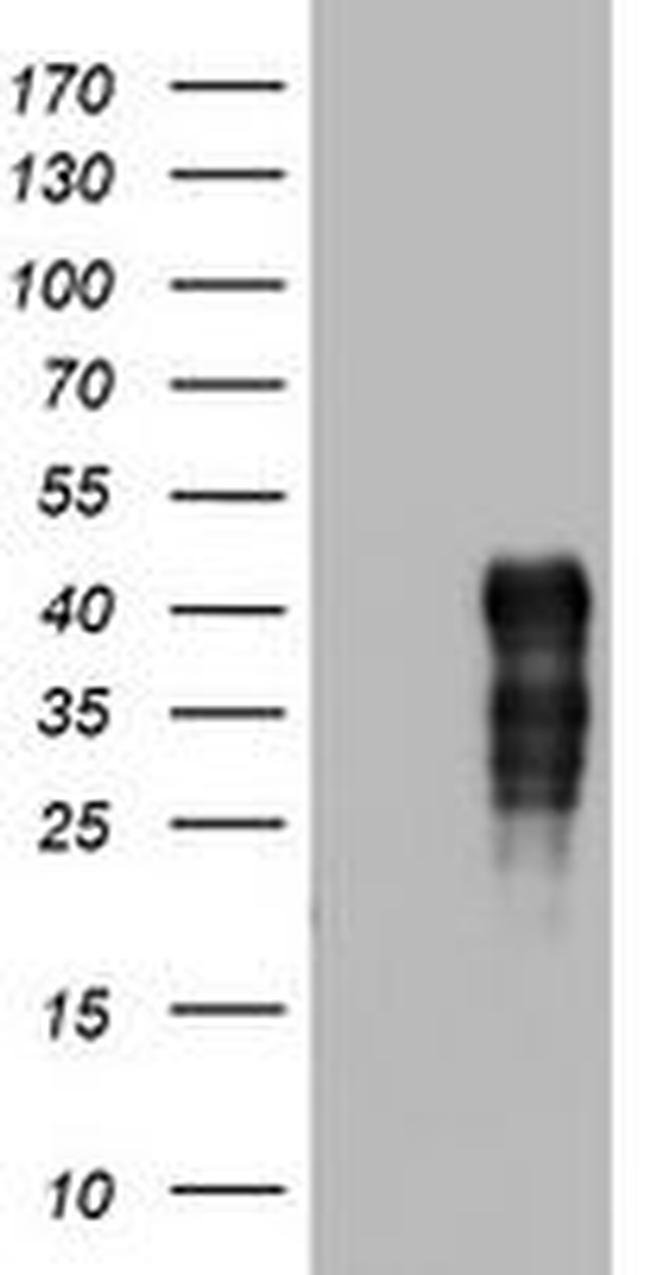 SPN Antibody in Western Blot (WB)