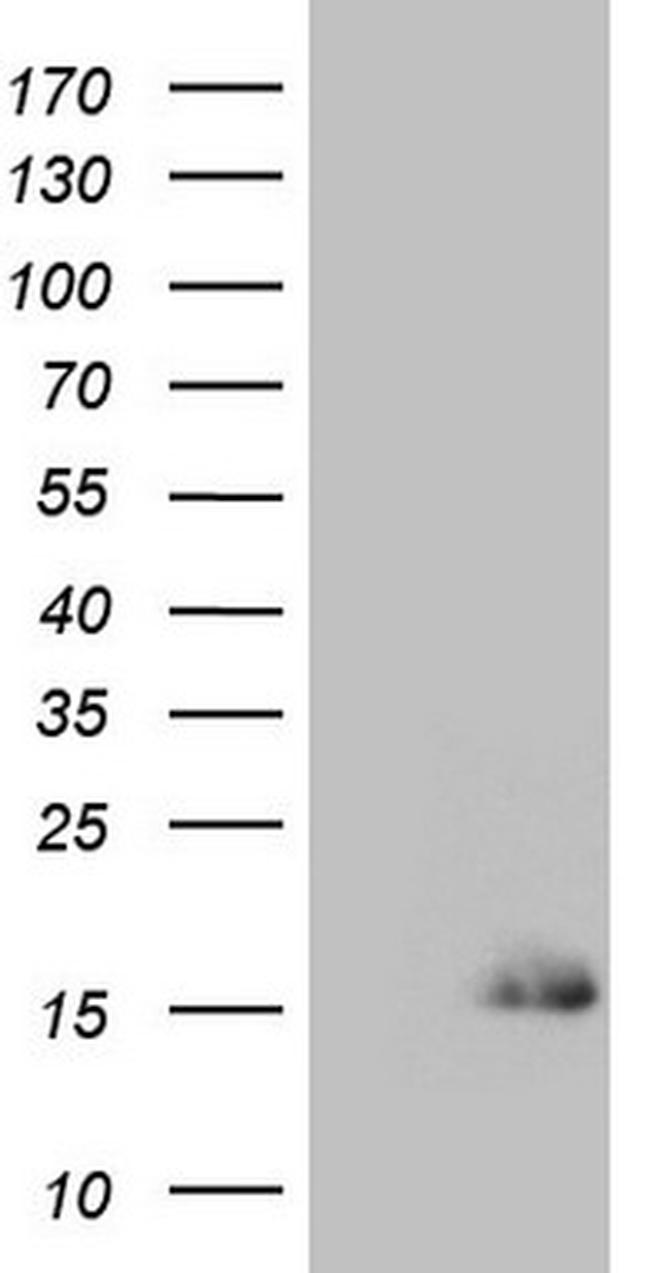 SPRR2A Antibody in Western Blot (WB)