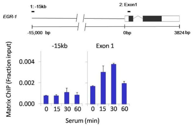 SPATA16 Antibody in ChIP Assay (ChIP)