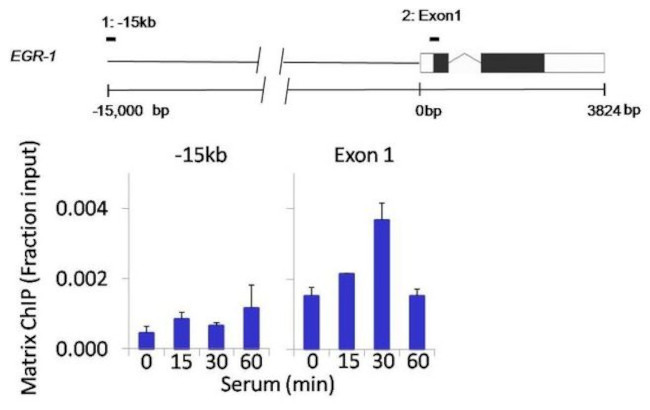 SPATA16 Antibody in ChIP Assay (ChIP)