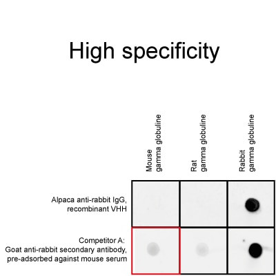 Human IgG/Rabbit IgG VHH Secondary Antibody in Immunocytochemistry (ICC/IF)