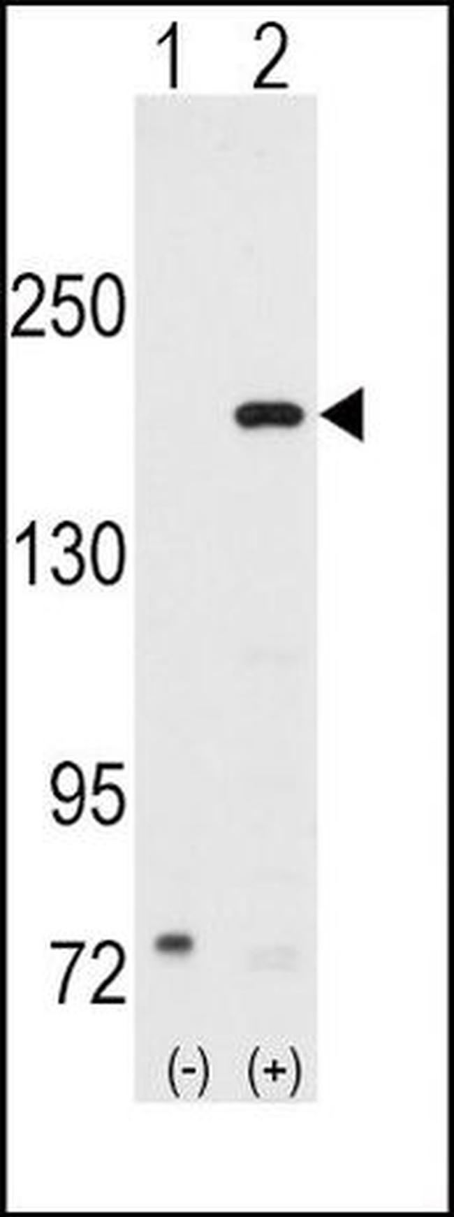 SRC1 Antibody in Western Blot (WB)