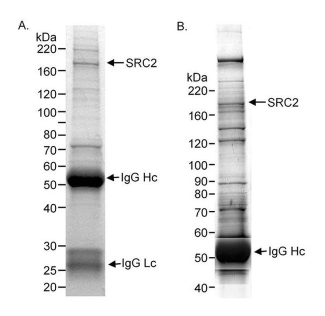 SRC2 Antibody in Western Blot (WB)