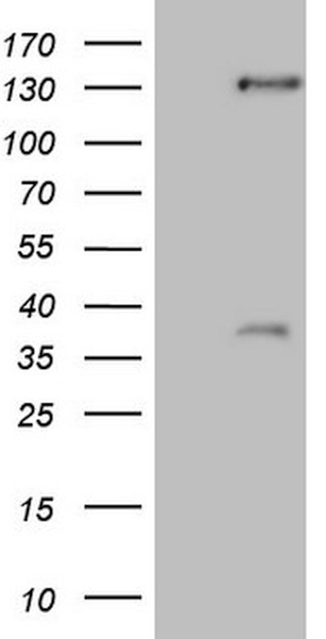 SREBF2 Antibody in Western Blot (WB)