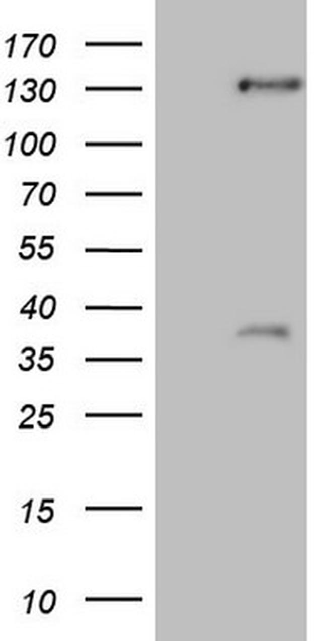 SREBF2 Antibody in Western Blot (WB)