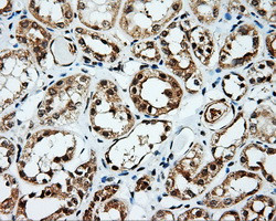 SRR Antibody in Immunohistochemistry (Paraffin) (IHC (P))