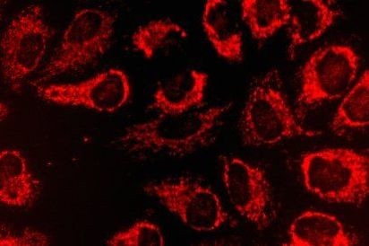 SSBP1 Antibody in Immunocytochemistry (ICC/IF)