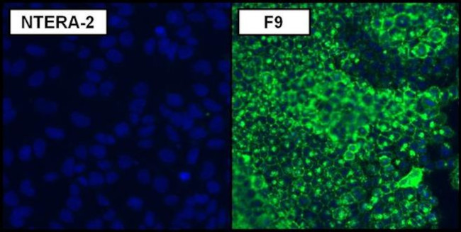 SSEA1 Antibody in Immunocytochemistry (ICC/IF)