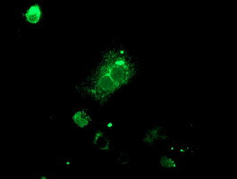 SSR1 Antibody in Immunocytochemistry (ICC/IF)