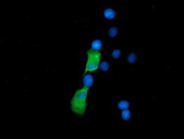 SSSCA1 Antibody in Immunocytochemistry (ICC/IF)
