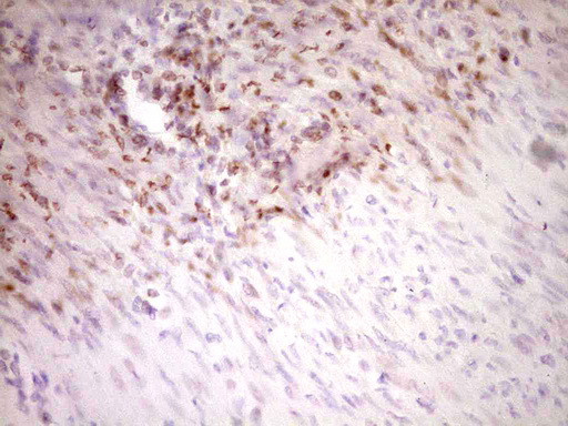 STAB2 Antibody in Immunohistochemistry (Paraffin) (IHC (P))
