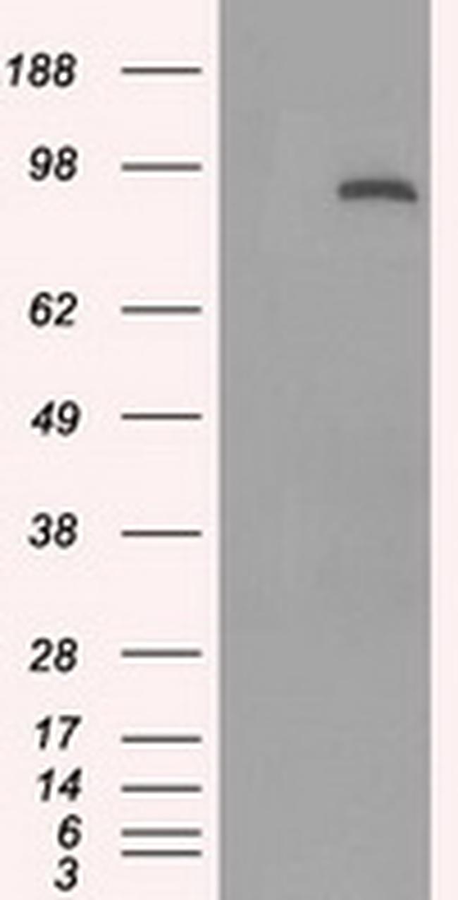 STAT1 Antibody in Western Blot (WB)