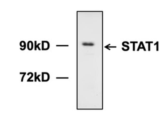 STAT1 Antibody in Western Blot (WB)