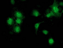 STAT4 Antibody in Immunocytochemistry (ICC/IF)