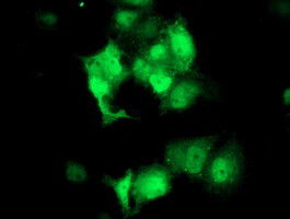 STAT4 Antibody in Immunocytochemistry (ICC/IF)
