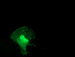 STAT5A Antibody in Immunocytochemistry (ICC/IF)