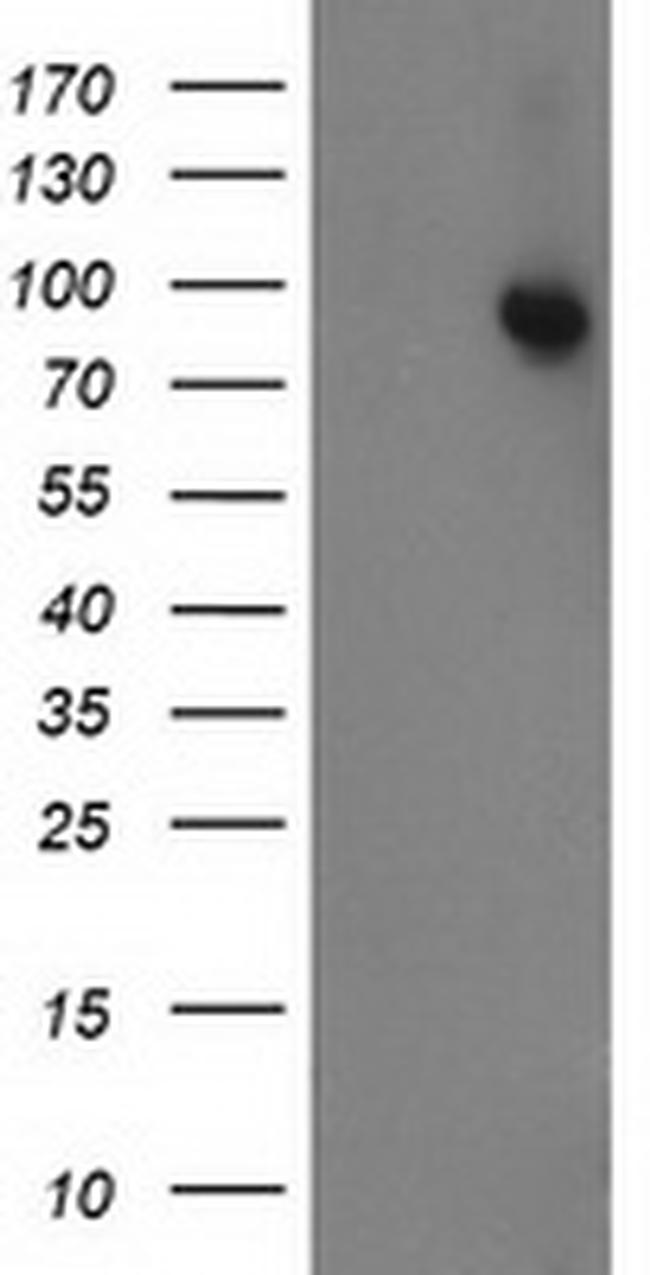 STAT5A Antibody in Western Blot (WB)