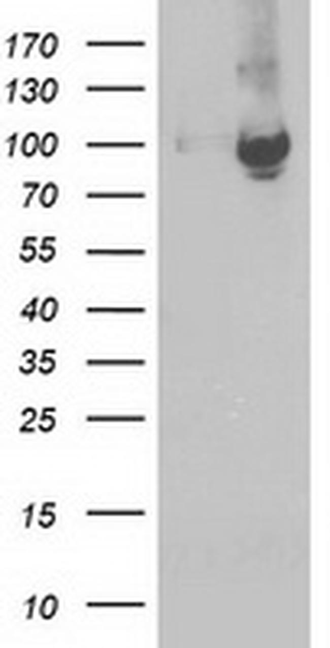 STAT5A Antibody in Western Blot (WB)
