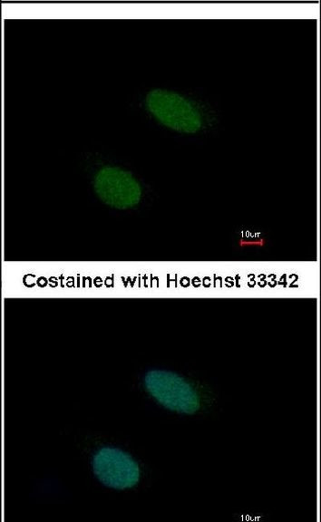 STK32A Antibody in Immunocytochemistry (ICC/IF)