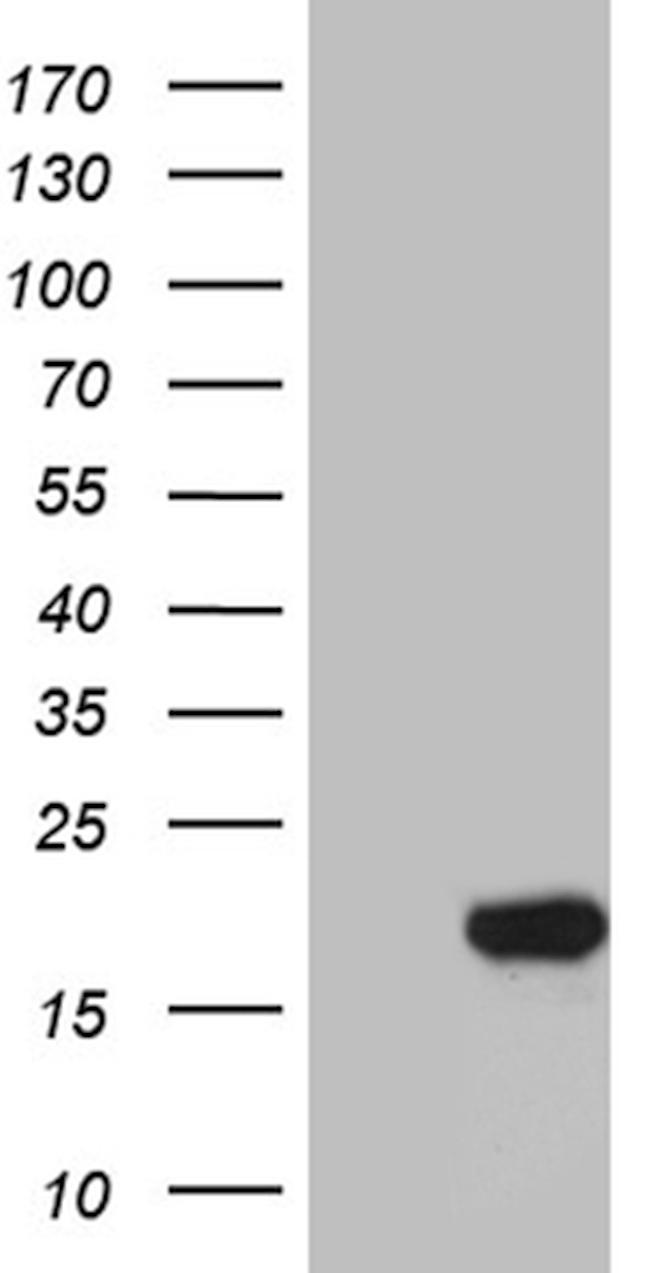SUB1 Antibody in Western Blot (WB)