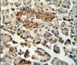 SUMF1 Antibody in Immunohistochemistry (IHC)