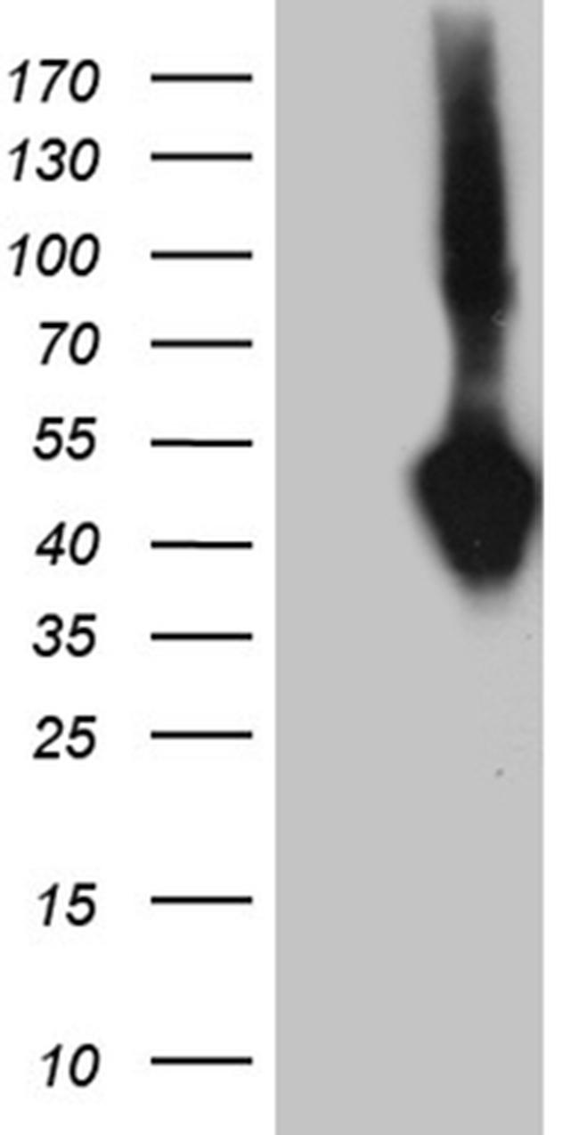 SUMF1 Antibody in Western Blot (WB)