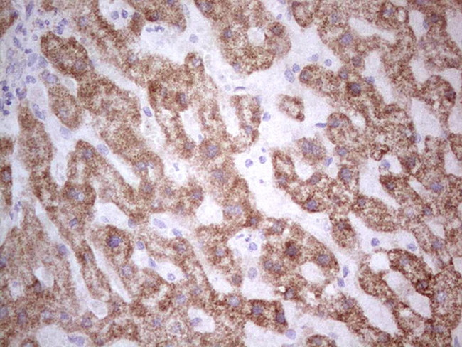 SUOX Antibody in Immunohistochemistry (Paraffin) (IHC (P))