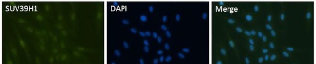SUV39H1 Antibody in Immunocytochemistry (ICC/IF)