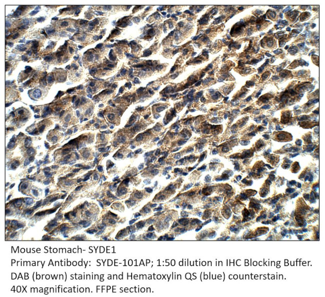 SYDE1 Antibody in Immunohistochemistry (Paraffin) (IHC (P))