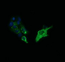 SYP Antibody in Immunocytochemistry (ICC/IF)