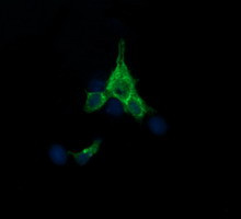 SYP Antibody in Immunocytochemistry (ICC/IF)