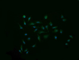 SYP Antibody in Immunocytochemistry (ICC/IF)