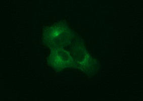 SYP Antibody in Immunocytochemistry (ICC/IF)