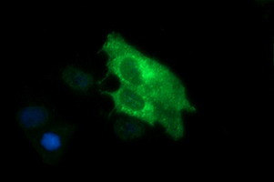 SYP Antibody in Immunocytochemistry (ICC/IF)