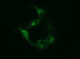 SYP Antibody in Immunocytochemistry (ICC/IF)