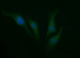 SYP Antibody in Immunocytochemistry (ICC/IF)