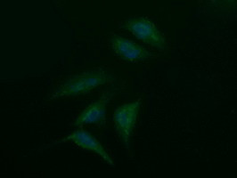 SYP Antibody in Immunocytochemistry (ICC/IF)