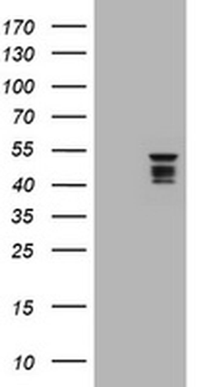 SYT4 Antibody in Western Blot (WB)