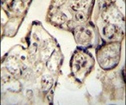 Synaptotagmin 8 Antibody in Immunohistochemistry (IHC)