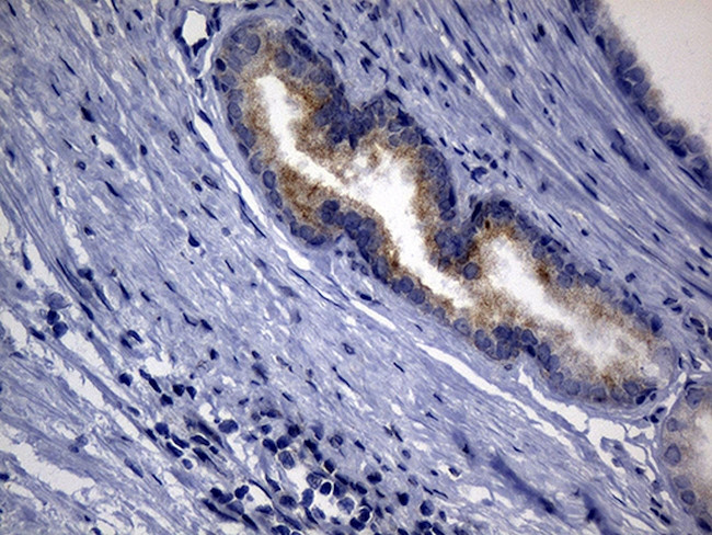 SYTL4 Antibody in Immunohistochemistry (Paraffin) (IHC (P))
