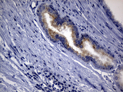 SYTL4 Antibody in Immunohistochemistry (Paraffin) (IHC (P))